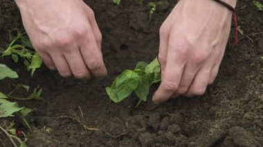 Kara toprağa balgar biberi tohumu eken beyaz bir beyaz adamın elini yakın plan çekiyoruz. Pürüzsüz kamera hareketi yüksek dinamik aralık