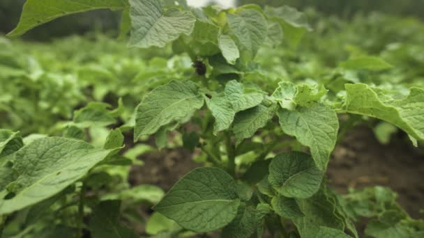 Colorado streepte keverparasiet op groene aardappelbladeren. Aardappelindustrie, landbouw. Woonplantage — Stockvideo