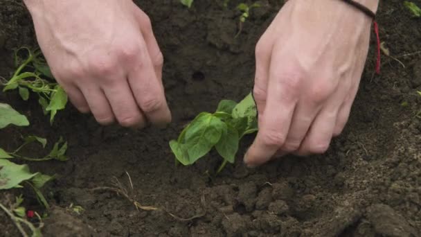 Zbliżenie ręki białego białego człowieka prostującego i sadzącego sadzonki papryki balgara w czarnej ziemi. Gładki ruch kamery wysoki zakres dynamiczny — Wideo stockowe