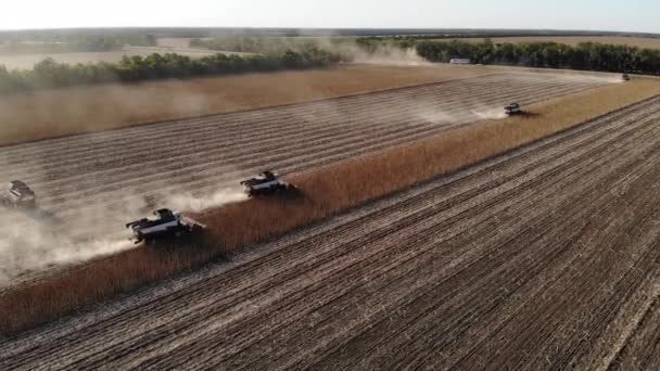 Vista aérea épica de várias colheitadeiras em um campo de girassóis. Colheita de sementes de girassol para a produção de óleo de girassol — Vídeo de Stock