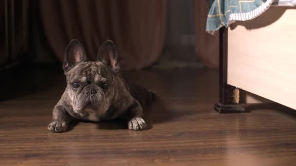 Бытовая собака французский бульдог лежит рядом с кроватью и смотрит на kasera. Встает и идет к камере — стоковое видео