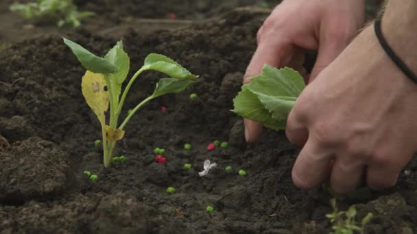 Close-up van de hand van een blanke man rechttrekken en planten zaailingen van balgar peper in de zwarte aarde. Gladde camrera beweging hoog dynamisch bereik — Stockvideo