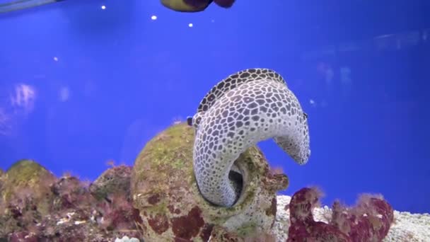 Moray úhoř modrý skvrnitý v akváriu. Demonstrace podmořského života na modrém pozadí — Stock video