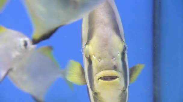 Peces multicolores entre los corales del acuario. Fondo con habitantes del mar — Vídeos de Stock