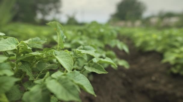Gros plan des plants de pommes de terre vertes à la maison petite plantation par une journée nuageuse. Mouvement de glissière parallèle aux rangées du curseur — Video