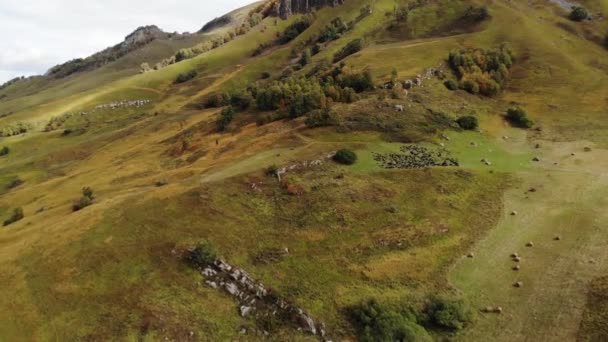 Flygfoto över flygning på en höst betesmark i bergen. Kaukasiska kor betar på ängar högt uppe i bergen. Naturbetesmark — Stockvideo