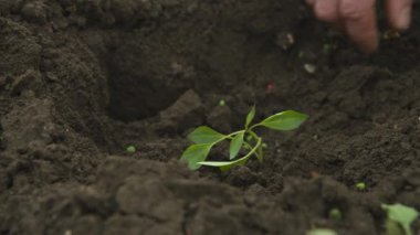Çiftçilerin el işlemesi ve çan biberi tohumu toprağa ekilmesi