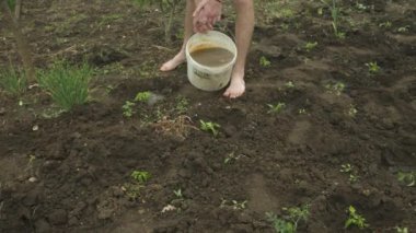 Çıplak ayaklı erkek çiftçi çiftliğindeki bir kovadan yeni ekilmiş fideleri suluyor.
