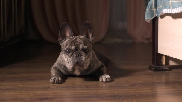 Háziállat kutya French Bulldog fekszik az ágy mellett, és nézd meg a kasera. Feláll és a kamera felé sétál. — Stock videók
