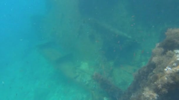 Vue sous-marine d'un navire coulé recouvert de coraux d'algues et de moules. Des petits poissons nagent autour du navire coulé — Video
