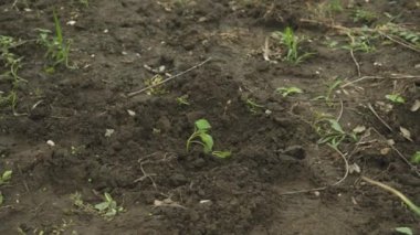 Çıplak ayaklı erkek çiftçi çiftliğindeki bir kovadan yeni ekilmiş fideleri suluyor.