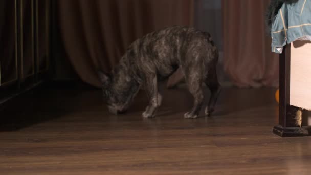 สุนัขเลี้ยงสัตว์เลี้ยงในประเทศ French Bulldog นอนอยู่ข้างเตียงและมองไปที่ Kasera ยืนขึ้นและเดินไปที่กล้อง — วีดีโอสต็อก