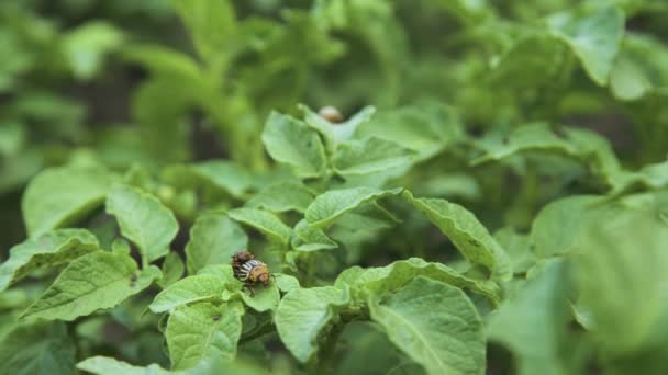 Primer plano del apareamiento de los escarabajos rayados de la patata de Colorado. Leptinotarsa decemlineata. Dos escarabajos hacen el amor con las papas. Escarabajo de patata. — Vídeos de Stock