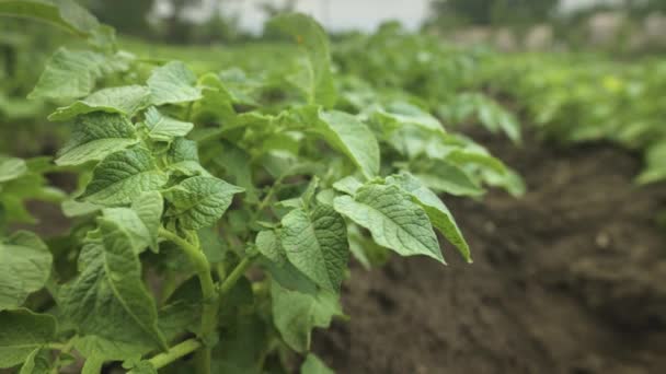 Aardappelen kweken. Een veld van groene struiken van aardappelen. Biologisch voedselconcept. Een close-up. Ondiepe scherptediepte — Stockvideo