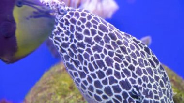 Moray yılanbalığı mavisi akvaryumda görüldü. Mavi arka planda sualtı yaşamının gösterimi