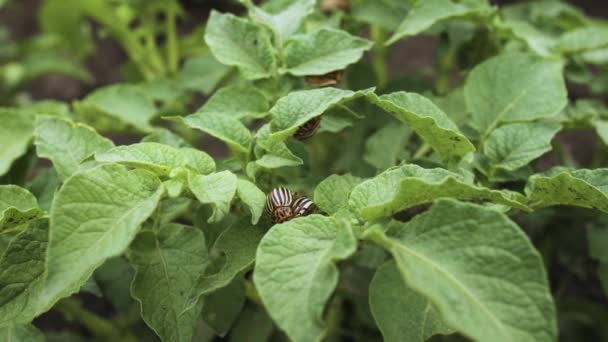Close-up van de paring van de gestreepte Colorado aardappelkevers. Leptinotarsa decemlineata. Twee kevers vrijen met aardappelen. Aardappelkever. — Stockvideo