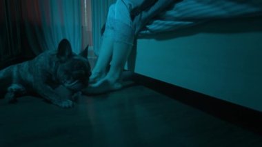 Fransız Bulldog yatağın yanında sahibinin ayaklarının yanında yerde yatıyor ve oynamak istiyor. Hollywood gecesi. Mavi soğuk ışık