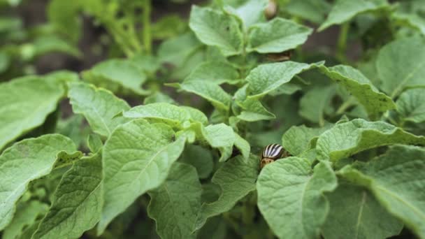 Primer plano del apareamiento de los escarabajos rayados de la patata de Colorado. Leptinotarsa decemlineata. Dos escarabajos hacen el amor con las papas. Escarabajo de patata. — Vídeos de Stock