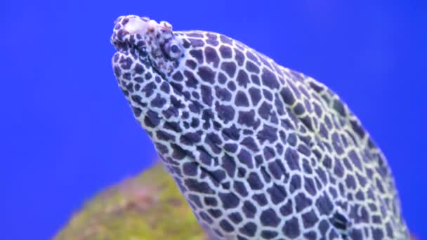 Moray angolna kék foltok az akváriumban. A víz alatti élet bemutatása kék alapon — Stock videók