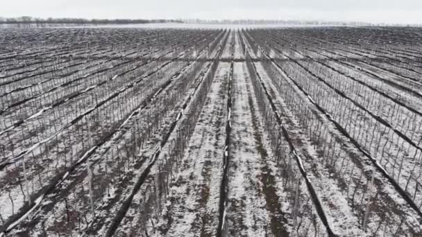 Vista aérea de pomares de maçã emprestados cobertos de neve em um dia nublado vista aérea sobre — Vídeo de Stock