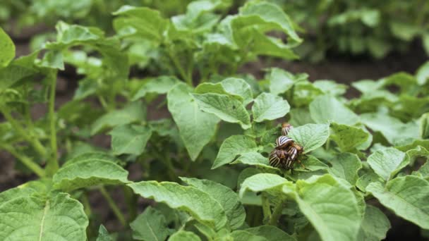 Close-up van de paring van de gestreepte Colorado aardappelkevers. Leptinotarsa decemlineata. Twee kevers vrijen met aardappelen. Aardappelkever. — Stockvideo