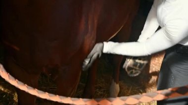 Genç beyaz bir kadın eğitimden önce atını tımar ediyor, etrafı çiftlik ahırı ile çevrili. Çiftlik atı bakımı. Evcil hayvanlara bakmak