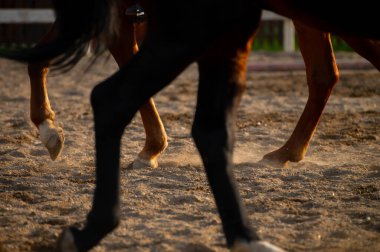 Atların bacakları kumlu arazide hızla hareket eder. Gün batımında binicilik sahasında toz bulutu yaratır. Güçlü adımlarını vurgular.