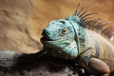 Mavi Kahverengi Iguana 