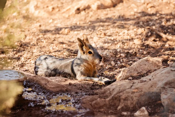 Mara de Patagonie — Photo