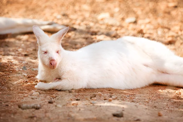 Rzadkim gatunkiem kangur — Zdjęcie stockowe