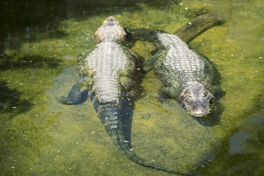 Yacare Caiman Crocodilian