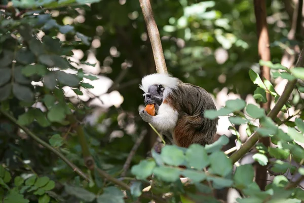 Cotton-top Tamarin Monkey — Stock Photo, Image