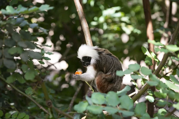 Cotton-top Tamarin Monkey — Stock Photo, Image