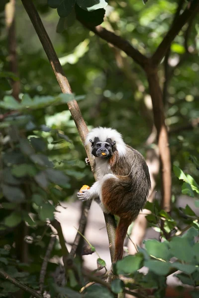 Cotton-top Tamarin Monkey — Stock Photo, Image