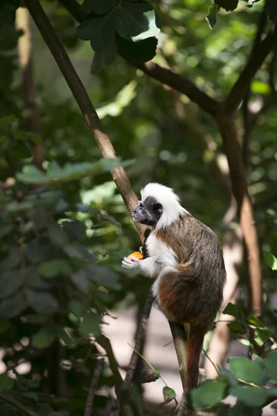 Cotton-top Tamarin Monkey — Stock Photo, Image