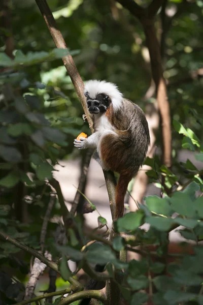 Cotton-top Tamarin Monkey — Stock Photo, Image