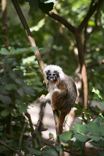 Cotton-top Tamarin Monkey — Stock Photo, Image