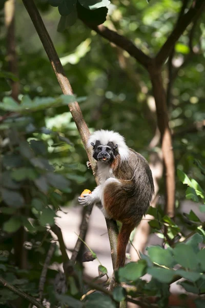 Cotton-top Tamarin Monkey — Stock Photo, Image