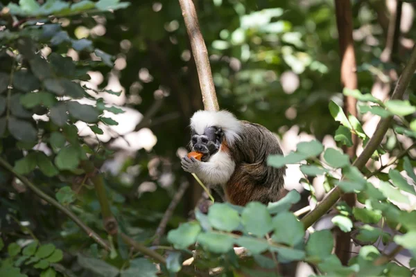 Cotton-top Tamarin Monkey — Stock Photo, Image