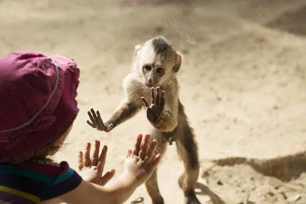 Monkey Playing With Toddler Girl — Stock Photo, Image
