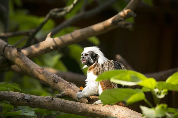 Cotton-top Tamarin Monkey — Stock Photo, Image