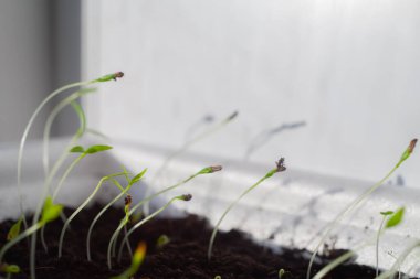 Toprakta yeşil küçük filizler, bir tencerede büyüyen pencere eşiğinde.