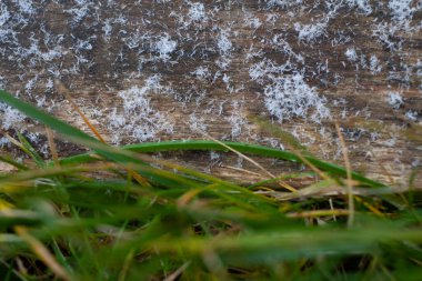 Koyu ahşap yüzeyde yeşil sonbahar çimenleri olan kırılgan kar. Taze çavdar filizinde eriyen kar..