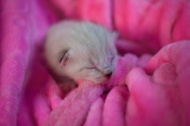 Pembe yumuşak kürklü küçük tüylü kedi yavrusu. Sevgi ve şefkat.