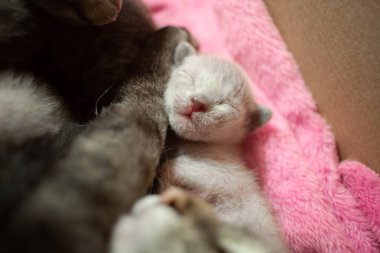 Anne kedi ve kedi yavrusu, kağıt bir kutunun içinde pembe bir kürkün üzerinde. Sevgi ve şefkat. Birbirinize sarılın. Sfenks cinsi