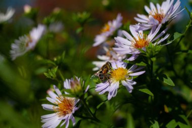 Çiçek aromalı menekşe aromalı (synphyotrichum oblongifolium) Raydon 'un favori çiçekleri parkta çiçek açıyor. Makro. Çiçekte bir arı.