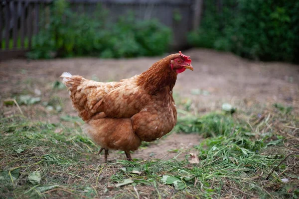 Bruine Kip Zoek Naar Voedsel Boerderij — Stockfoto