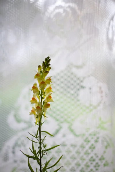 Małe Żółte Kwiaty Tle Białej Koronki — Zdjęcie stockowe