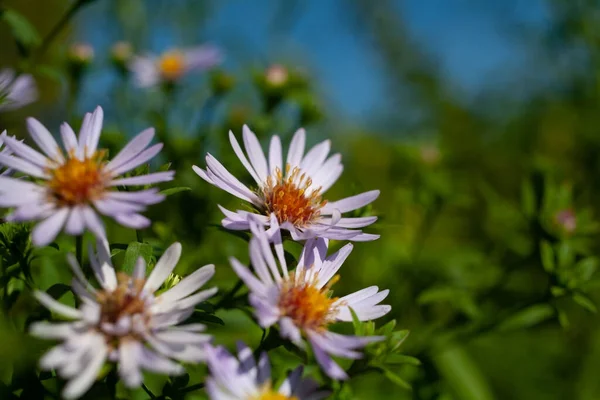 紫色の芳香を持つ花の背景 Symphytrichum Obrongifolium 公園に咲く Raydon Favorite マクロ — ストック写真