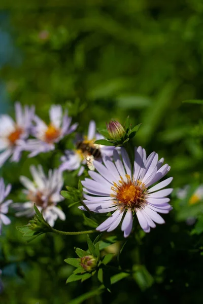 Fundo Floral Com Violeta Aromático Aster Symphyotrichum Oblongifolium Flores Raydon — Fotografia de Stock